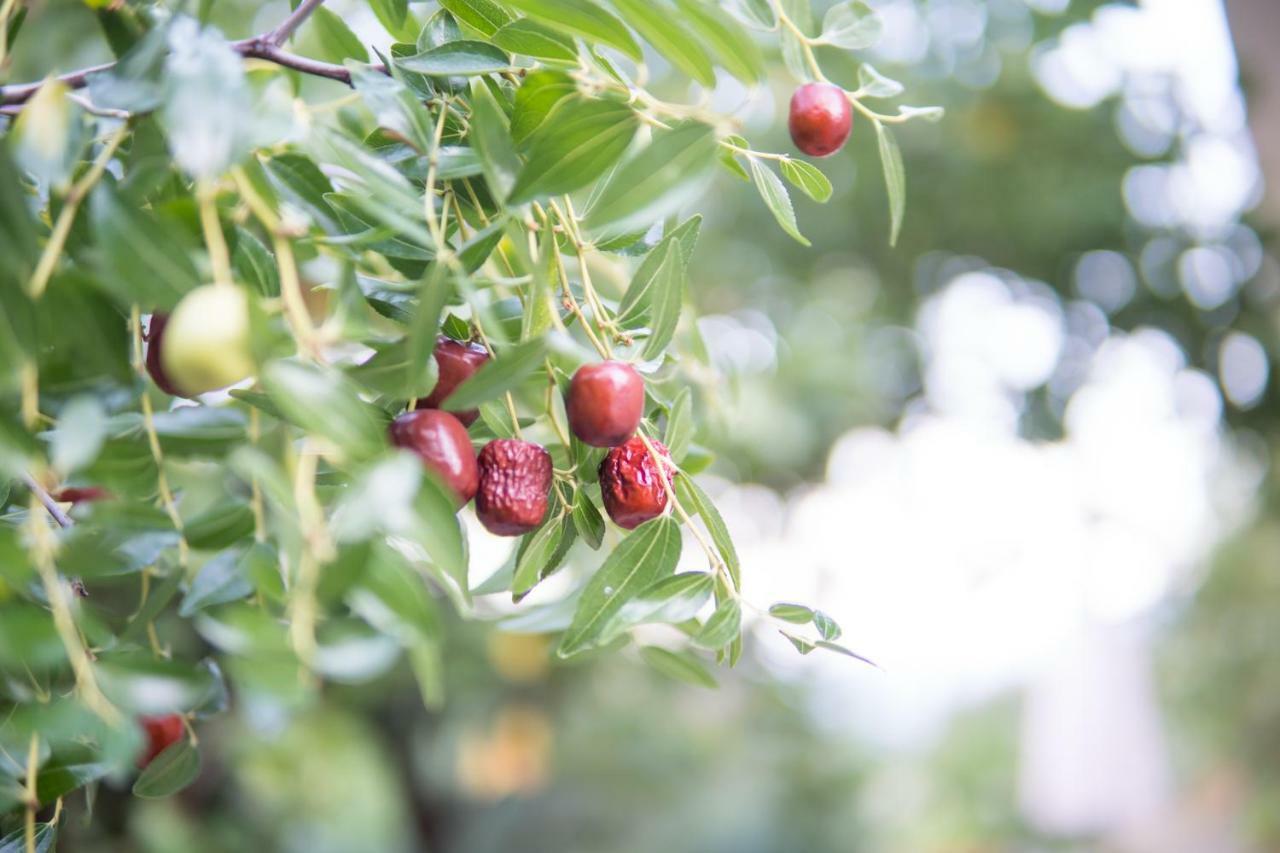 Almond Trees Cottage Divarata エクステリア 写真